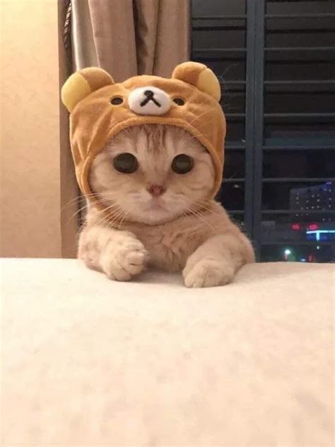Account Suspended | Cute baby cats, Cute cats and kittens, Cute cat memes