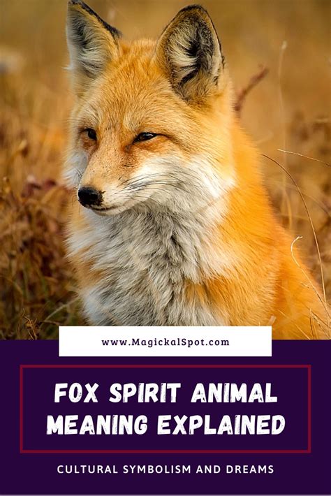 Fox Spirit Animal Meaning Explained Symbolism And Dreams