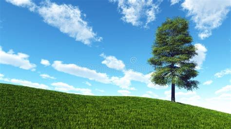 Lone Tree On Hill Of Green Grass Stock Photo Image Of Individual