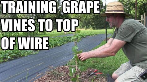 Training Grape Vines Up To Top Wire Youtube