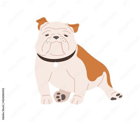 Cute English Bulldog With Funny Muzzle Adorable British Dog In Collar