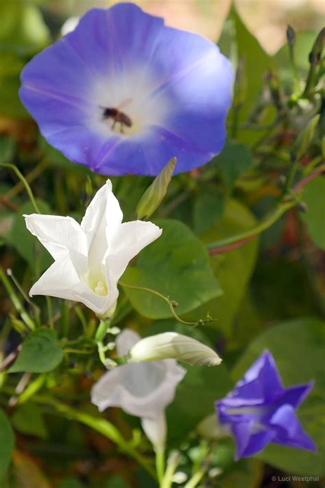 Moonflower And Morning Glory Luci Westphal