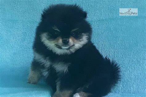 All puppies have shots, microchips, and vet records. Black Teddy Bear: Pomeranian puppy for sale near South ...