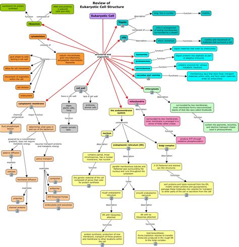 Concept Map Eukaryotic Cell Fulvia Christabel