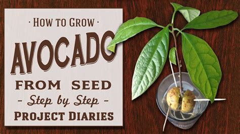How To Grow Avocado From Seed A Complete Step By Step Guide Youtube