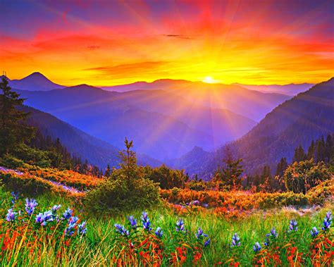 Wallpaper Sunrise Dawn Mountains Grass Flowers 2560x1920 Hd Picture