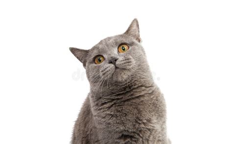 British Shorthair Grey Cat Isolated Stock Image Image Of Puss Orange