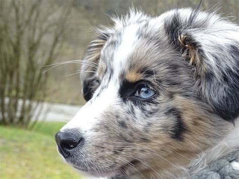 Are Blue Eyes Common In Australian Shepherds