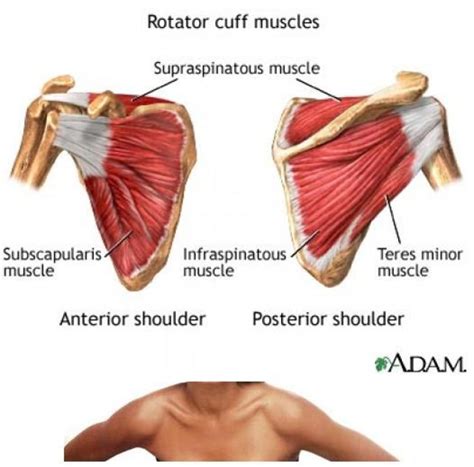How To Stop Torn Rotator Cuff Shoulder Pain Rotator Cuff Treatments