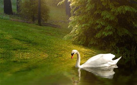 Animals Nature Swans Birds Reflection Lake Wallpapers Hd Desktop