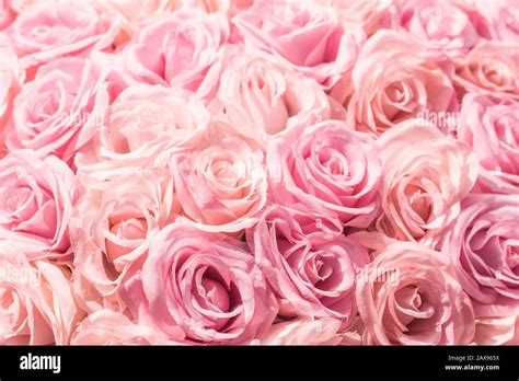 Selective Focus Beautiful Pink Flowers Background Abstract Soft Sweet