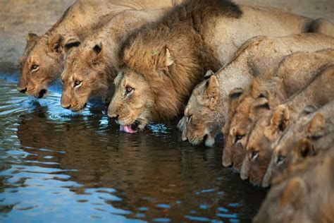 Lions Face Off Against An Entire Pack Of Hyenas Who Encircle The Pride