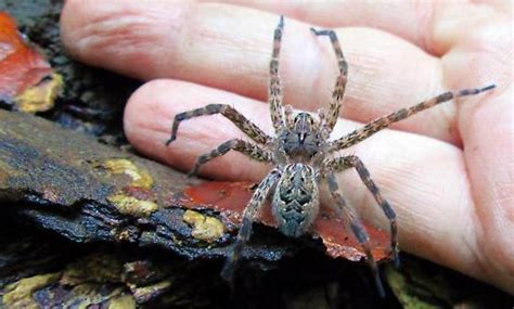 Dark Fishing Spider Dolomedes Tenebrosus Dolomedes Bugguidenet