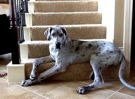 Blue Merle Great Danes