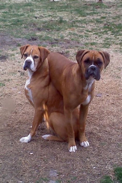 Boxer Dogs Boxer Puppies Boxer Breed