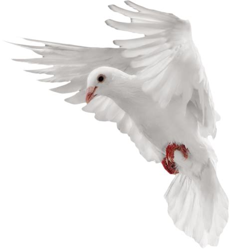 Free Dove Png Transparent Background Download Free Dove Png