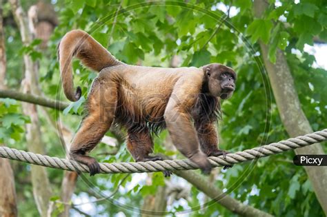 Image Of Woolly Monkey Lagothrix Lagotricha On The Rope In The Zoo
