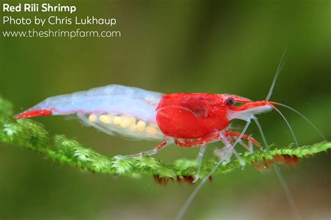 Red Rili Shrimp Neocaridina Davidi Var Rili Care Info The
