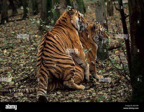 Siberian Tigers Mating Panthera Tigris Altaica Amur Region Of Russian Far East Captive Stock