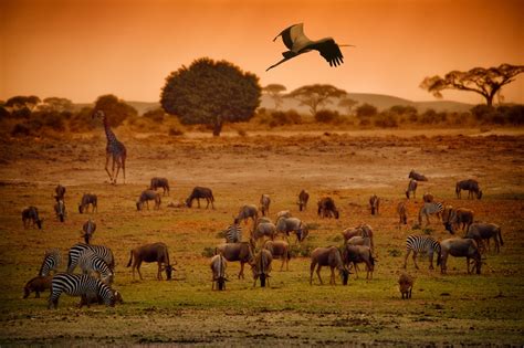 Áreas Conservadas No Planeta Crescem Mas Biodiversidade Segue Ameaçada