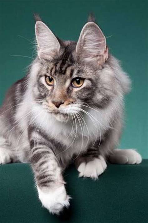 Find maine coon in cats & kittens for rehoming | 🐱 find cats and kittens locally for sale or adoption in ontario : Maine Coon Cats - WhatATrill Maine Coons of Northern ...