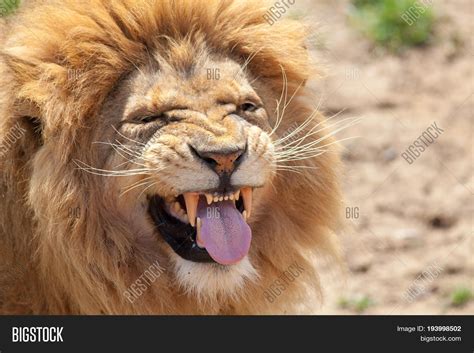 Lion Pulling Funny Image And Photo Free Trial Bigstock