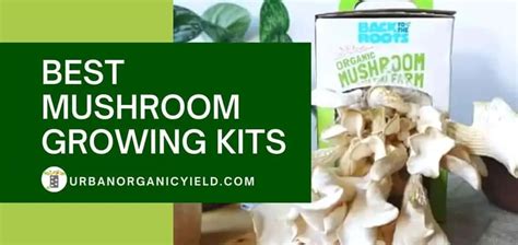 10 Best Mushroom Growing Kits To Start Growing At Home