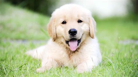 Use the search tool below and browse adoptable golden retrievers! Baby Golden Retriever For Sale | PETSIDI