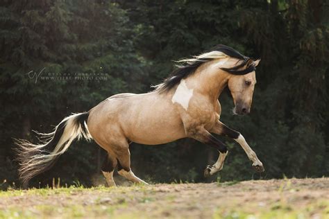 Buckskin Horse Aqha Buckskin Stallion Buckaroo Playboy The