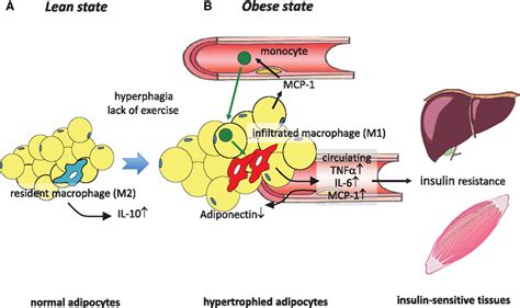 Frontiers Recent Advances In Obesity Induced Inflammation And Insulin