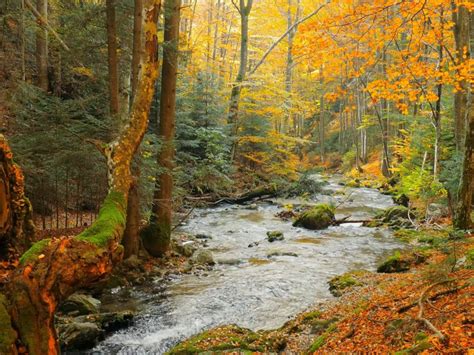 Dream Autumn Forest Stream Free Download