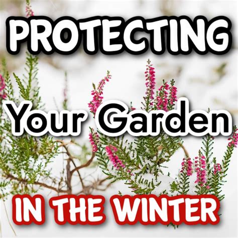 Protecting Your Garden In The Winter