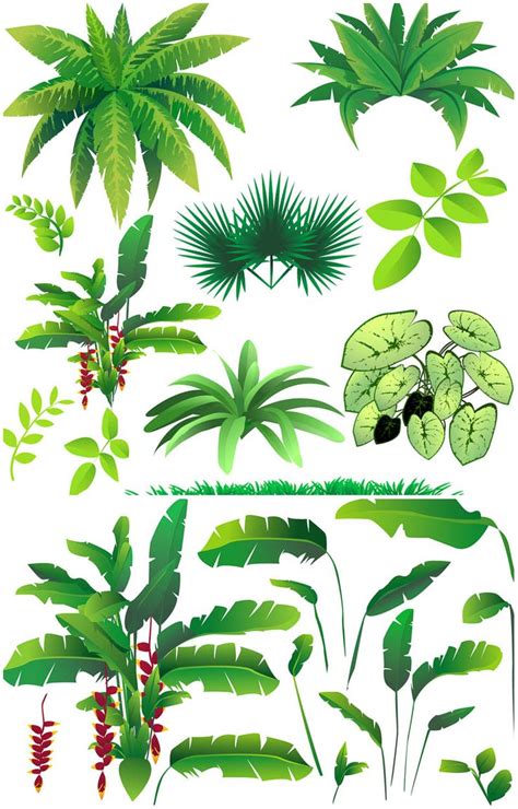 Rainforest Plants Vector Vector Graphics Blog Dschungel Dschungel