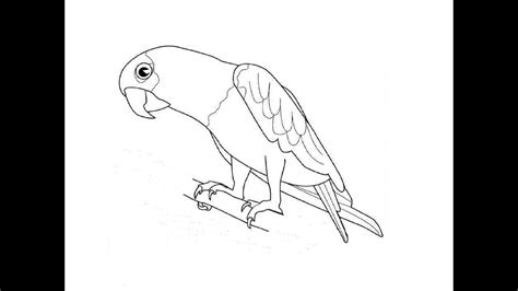 Next draw a large narrow oval shape for the body and then add the outlined shape for the tail. How to Draw a Parrot / Как нарисовать попугая - YouTube