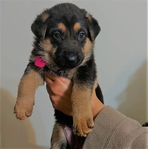 Pure Bred German Shepherd Puppies Petsforhomes