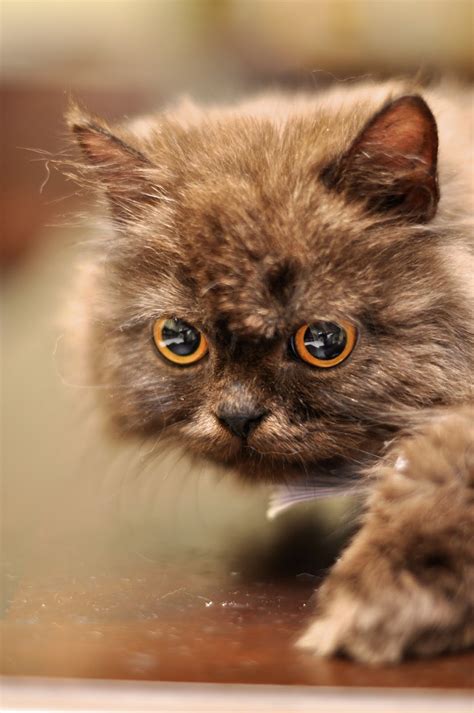 Photography Cute Persian Cats Your Daily Dose Of