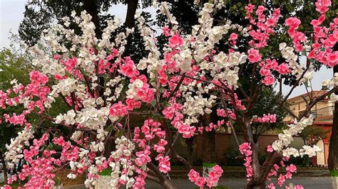 Beautiful Peppermint Flowering Peach Tree Peppermint Flowering Peach