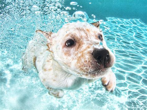 11 Ridiculously Adorable Pictures Of Puppies Having Underwater Swimming