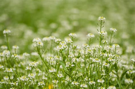 Small White Flowers In A Field On A Beautiful Background Soft Focus