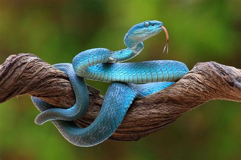 Turquoise Blue Viper Photograph By Pujo Laksono Pixels