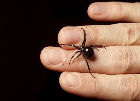 The black widow spider is probably the most venomous spider in north america. spider bites | spiderbytes