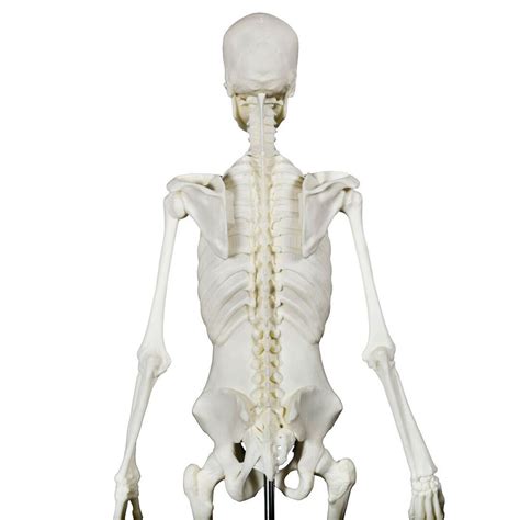 Anatomy Movement™ Skeleton
