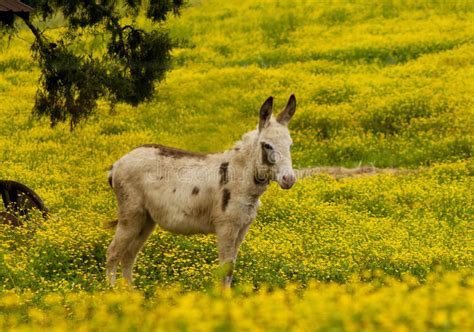 Donkey Flowers Images Download 792 Royalty Free Photos