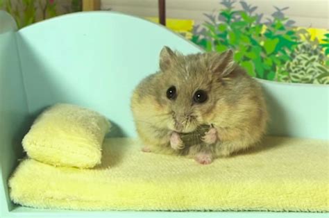 This Tiny Hamster Living In A Hamster Sized Mansion Is Totally Living