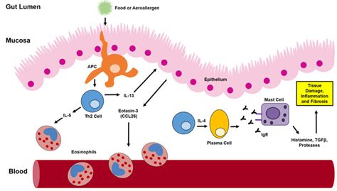 Pathophysiology Of Eosinophilic Esophagitis Barrier Integrity Is