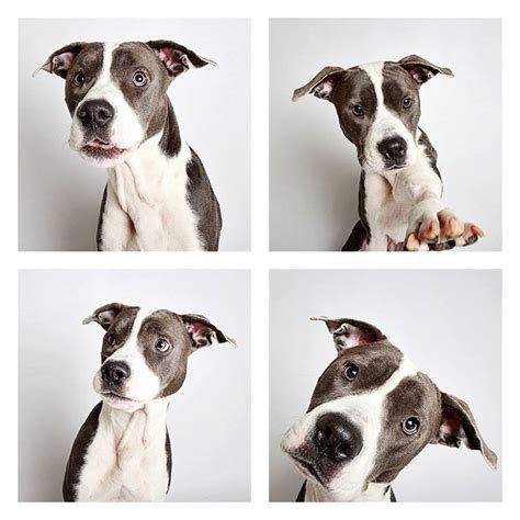 This Photographer Does Photo Booths For Dogs To Increase Adoption And
