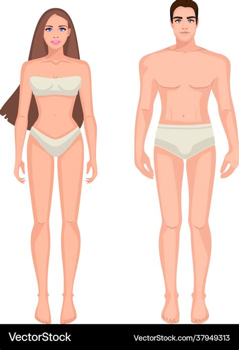 diagram male and female body royalty free vector image