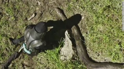 Man Eaten Alive By Anaconda In The Name Of Reality Tv Erin Burnett