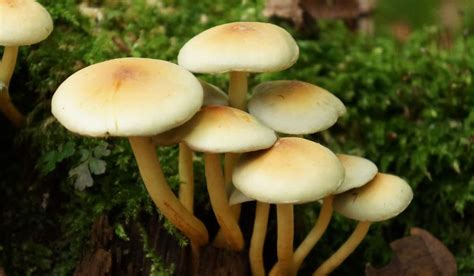 How To Grow And Care For Magic Mushrooms Psilocybin Mushrooms Yard