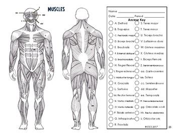 Human body anatomy and pain charts. Muscular System Coloring by The Science Connection | TpT